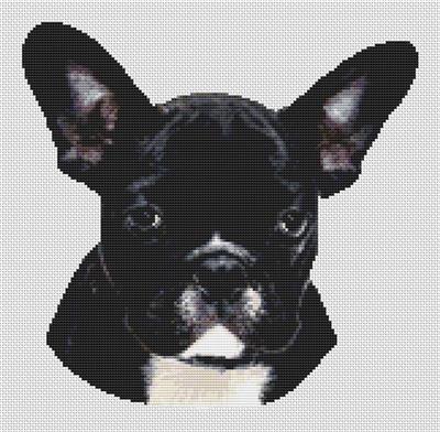 (image for) Black & White French Bulldog